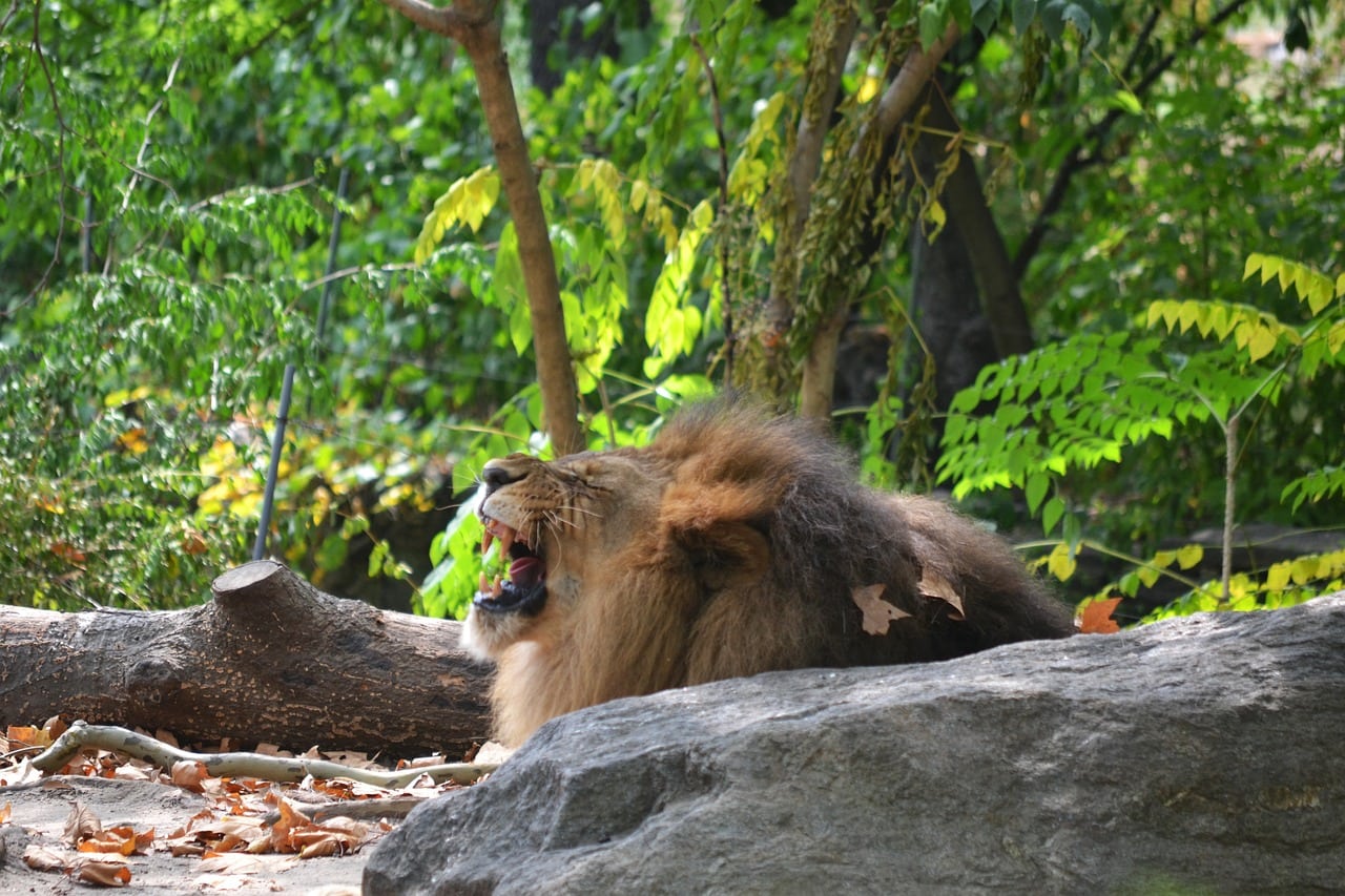 Lion at the Bronx Zoo