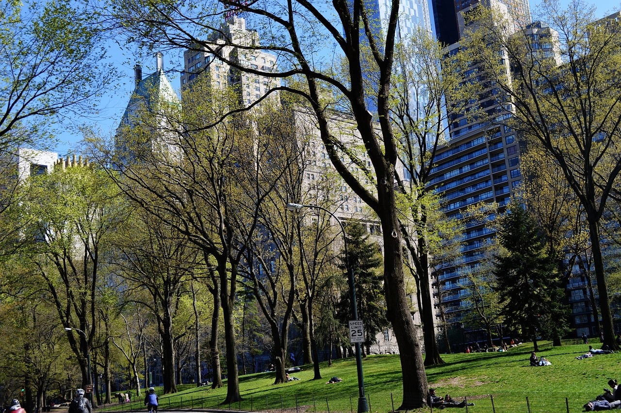 Central Park and the Uptown buildings