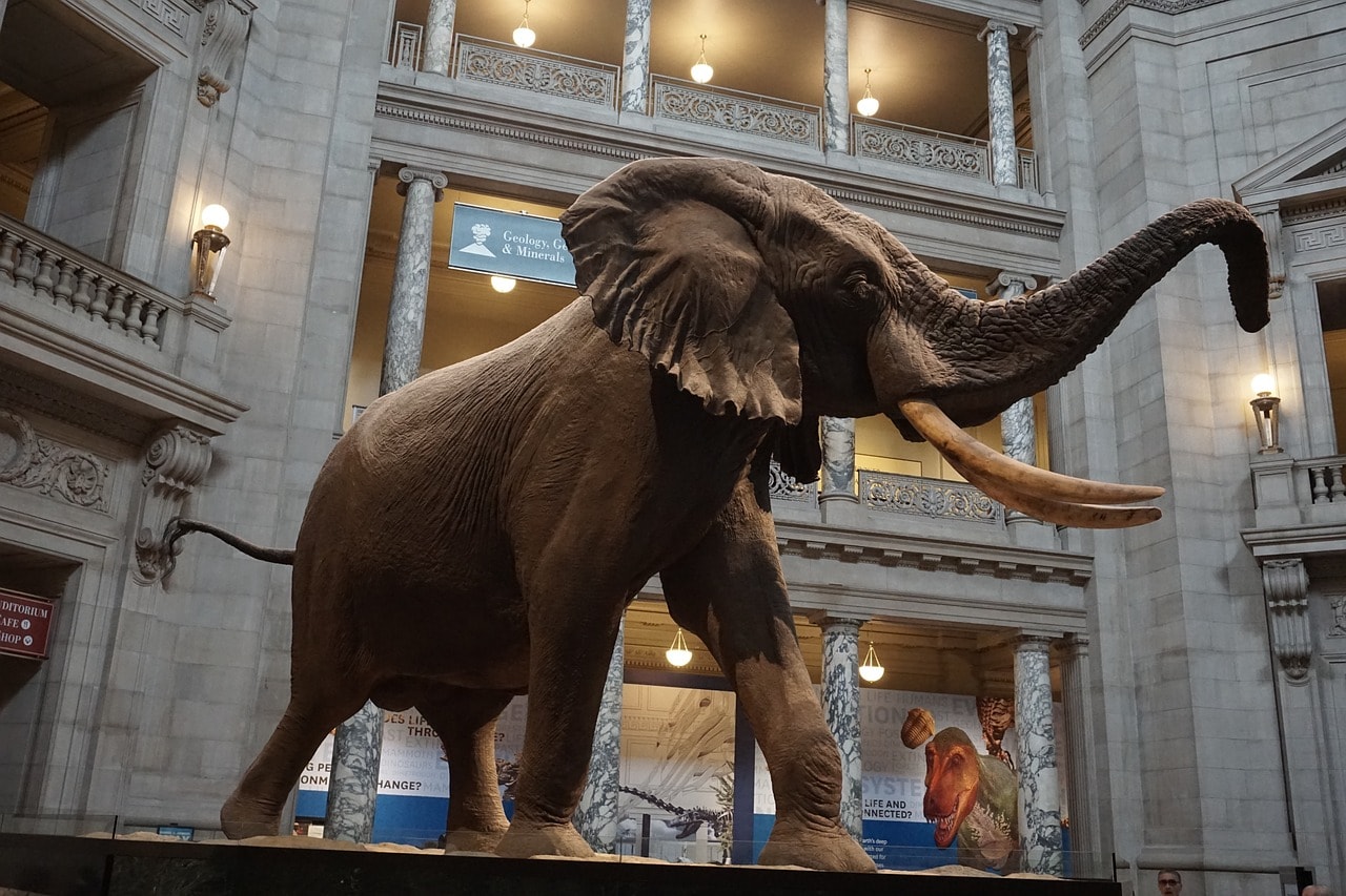 The Natural History Museum in Washington
