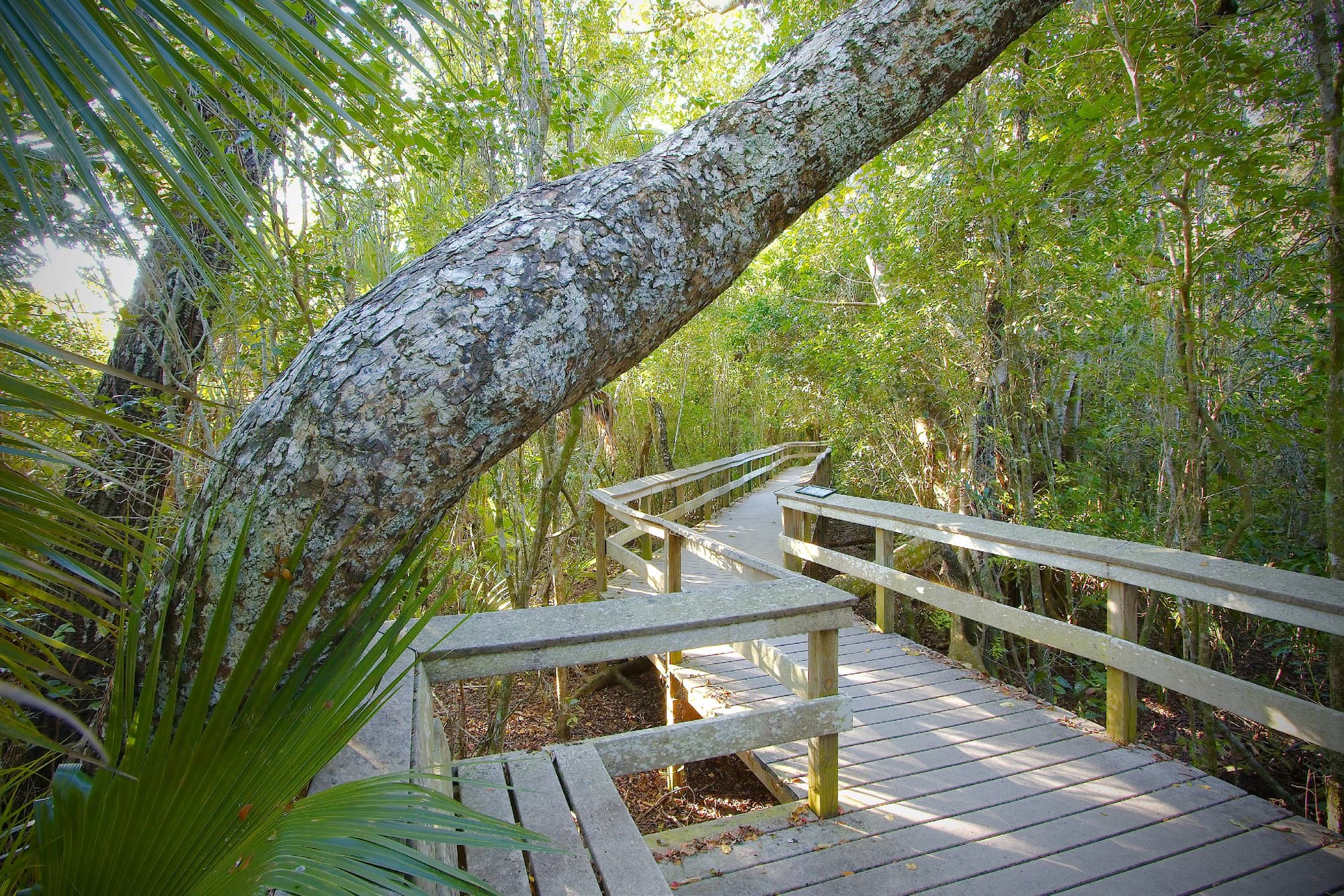 Boardwalk trails in the mangroves at Gumbo Limbo Nature Center