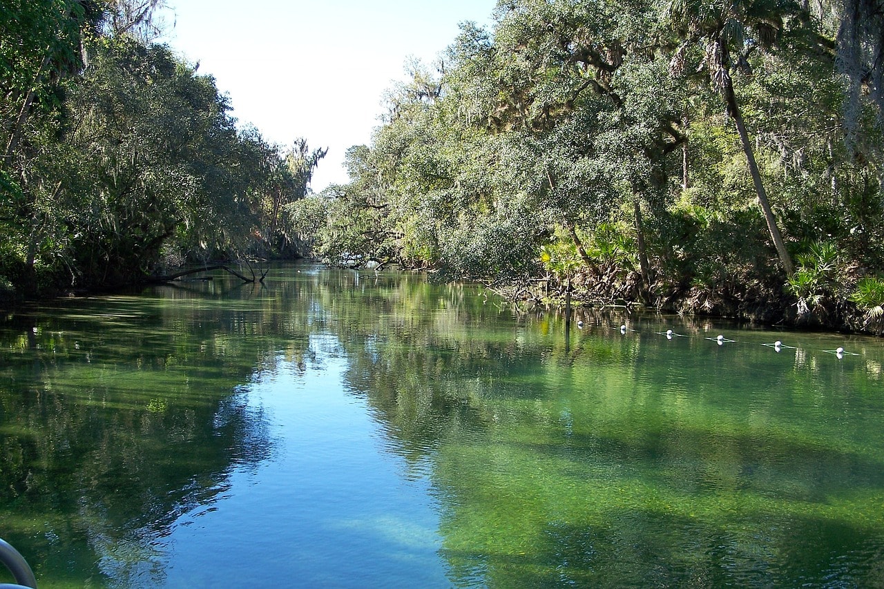The Floridian swamps in Blue Springs Park