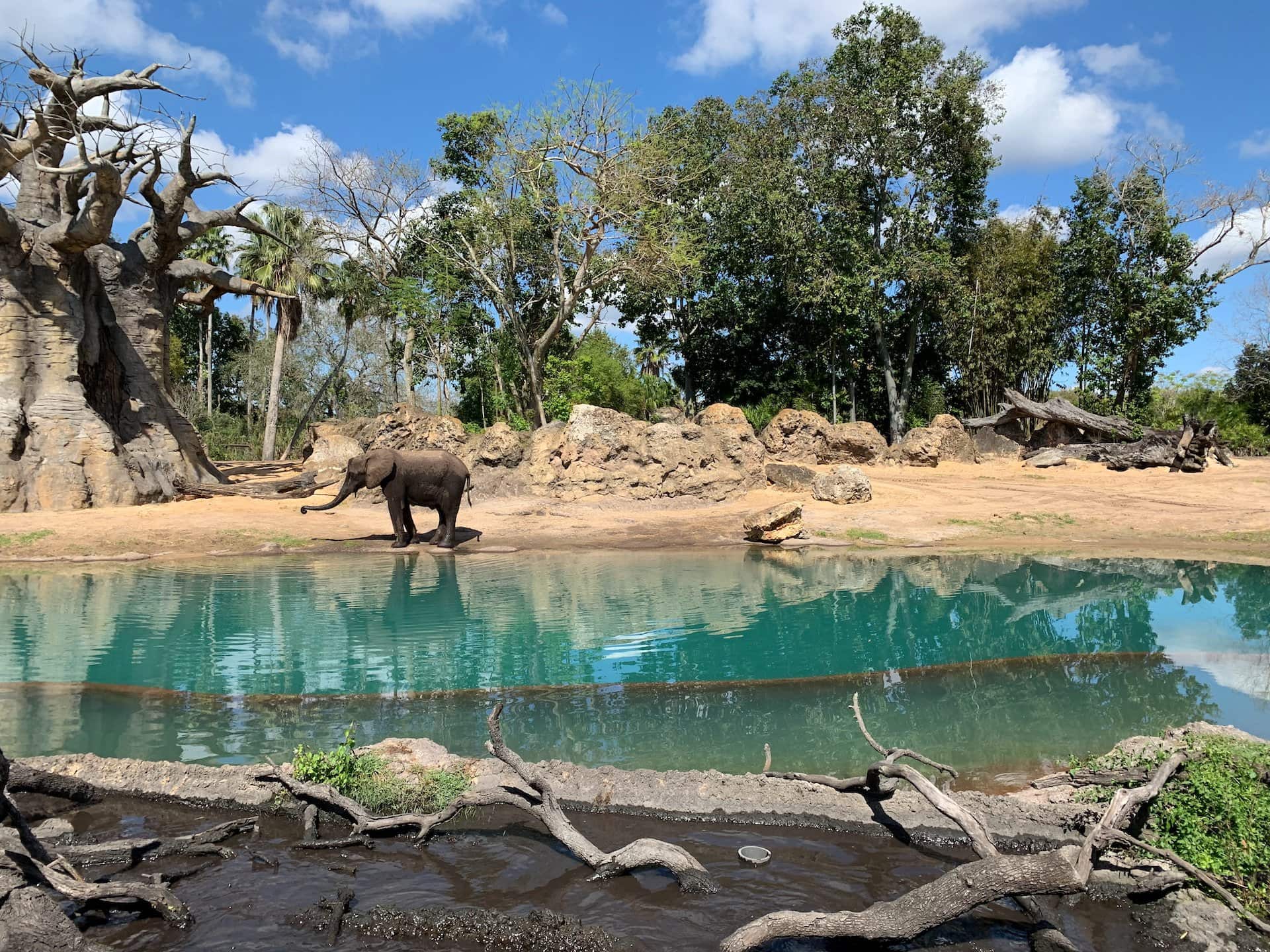 Elephant in the African Safari Zone at Disney's Animal Kingdom, Orlando