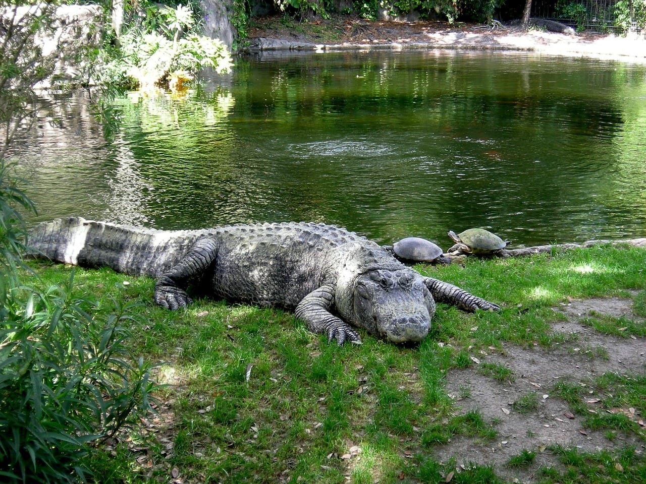 Alligator in Busch Gardens Tampa