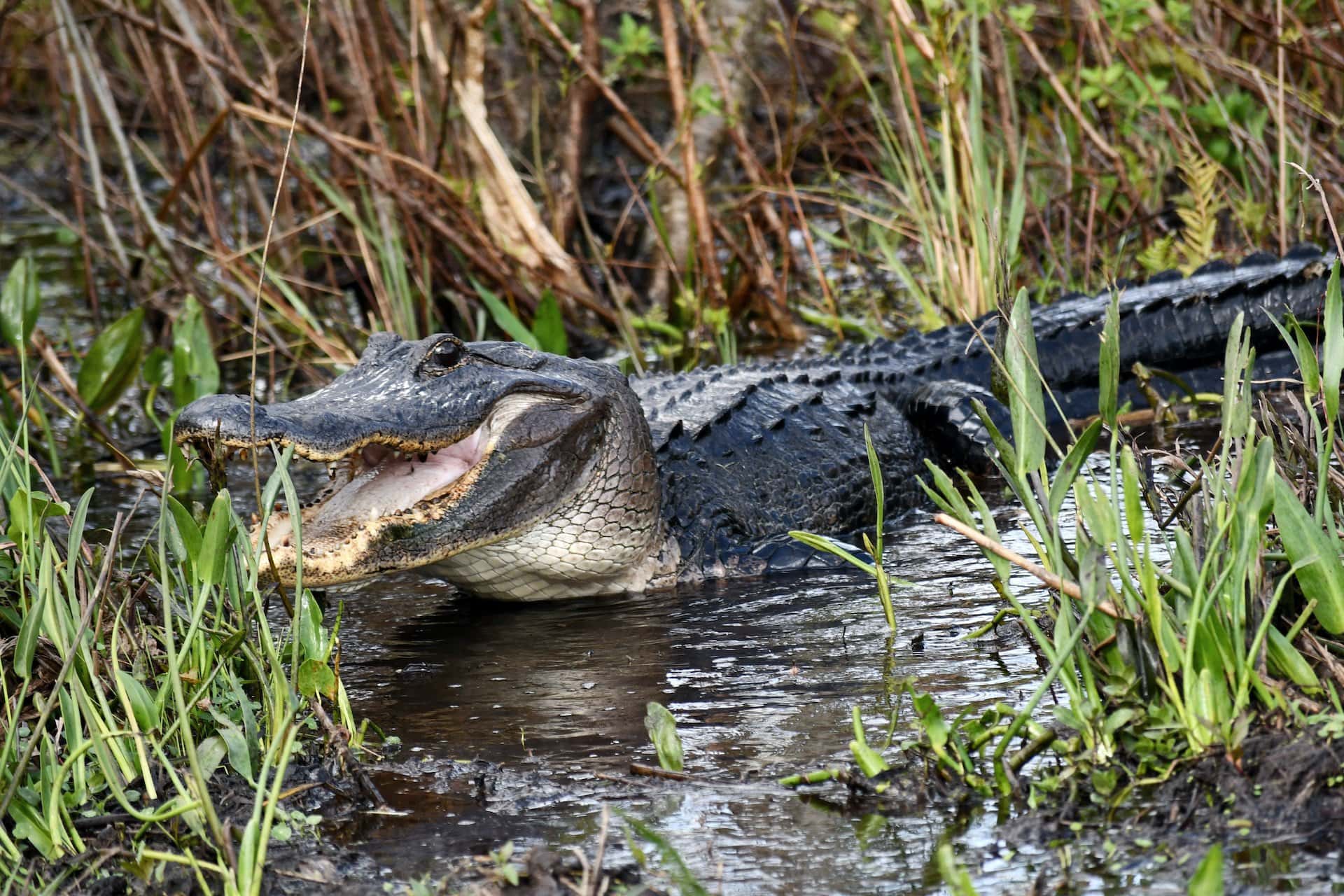 Alligator at Lake Kissimmee State Park in Florida