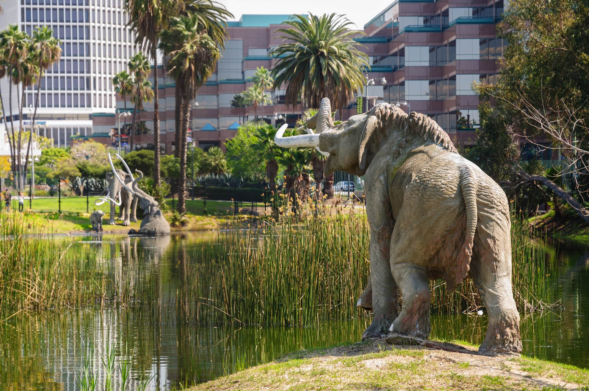 La Brea Tar Pits in Los Angeles