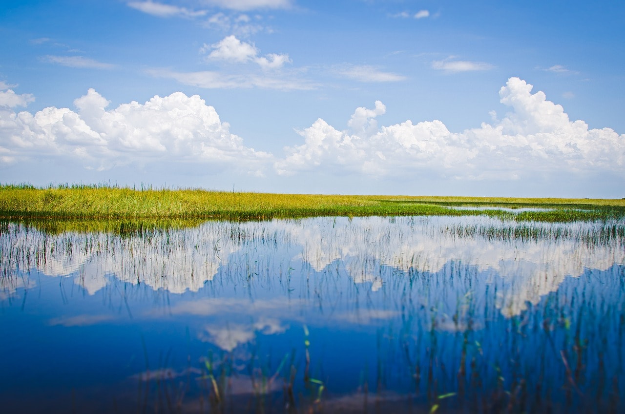 The Everglades