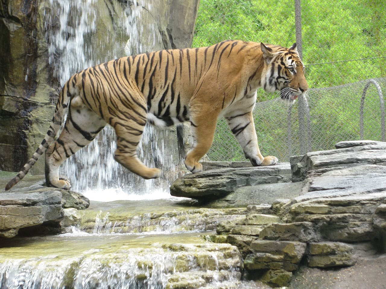 Tiger at Jacksonville Zoo and Gardens