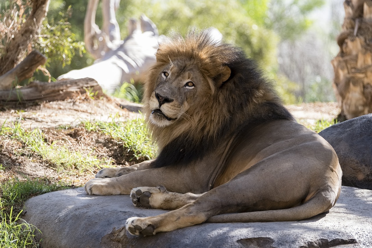 Lion at the San Diego Zoo
