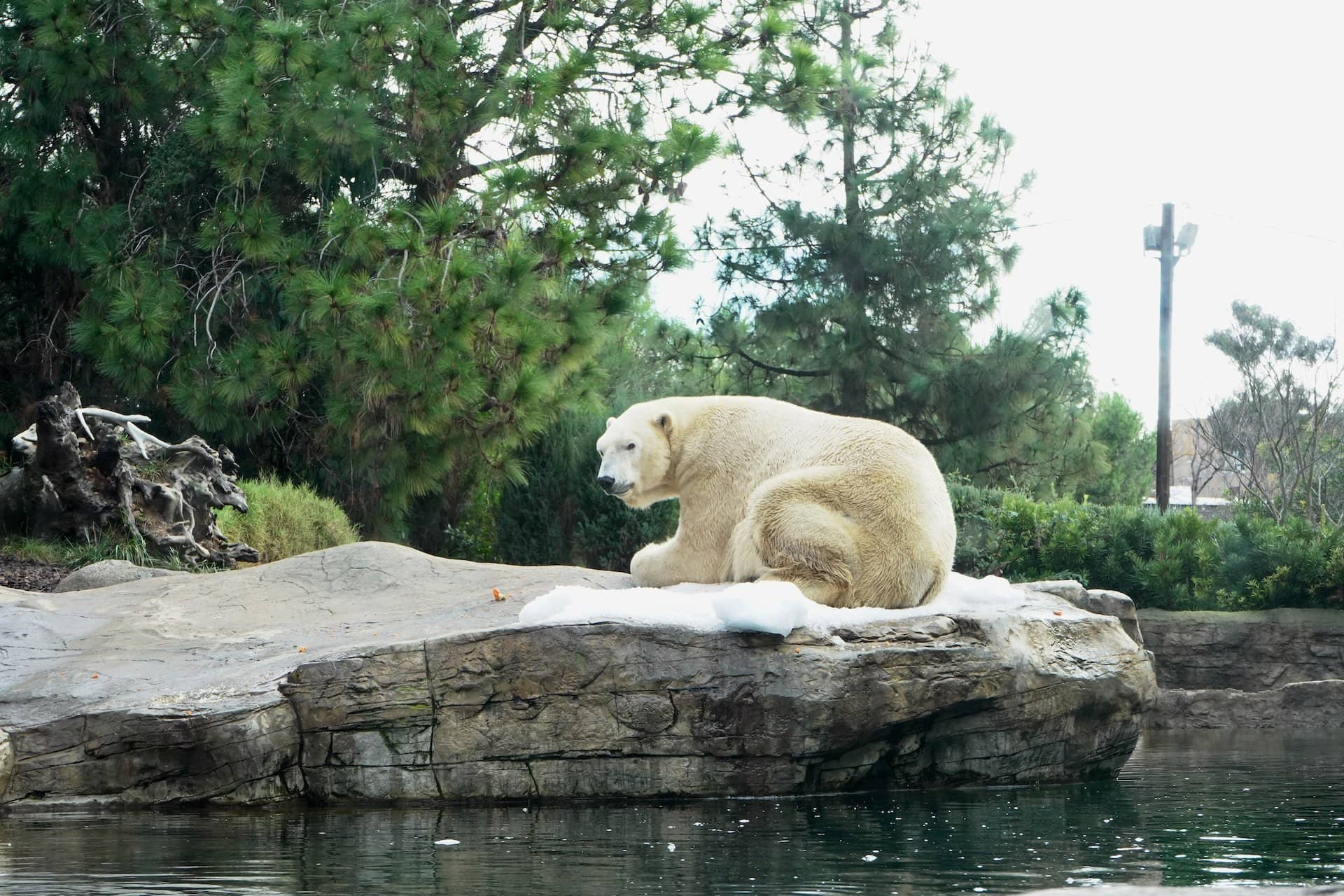 A polar bear at the San Diego Zoo