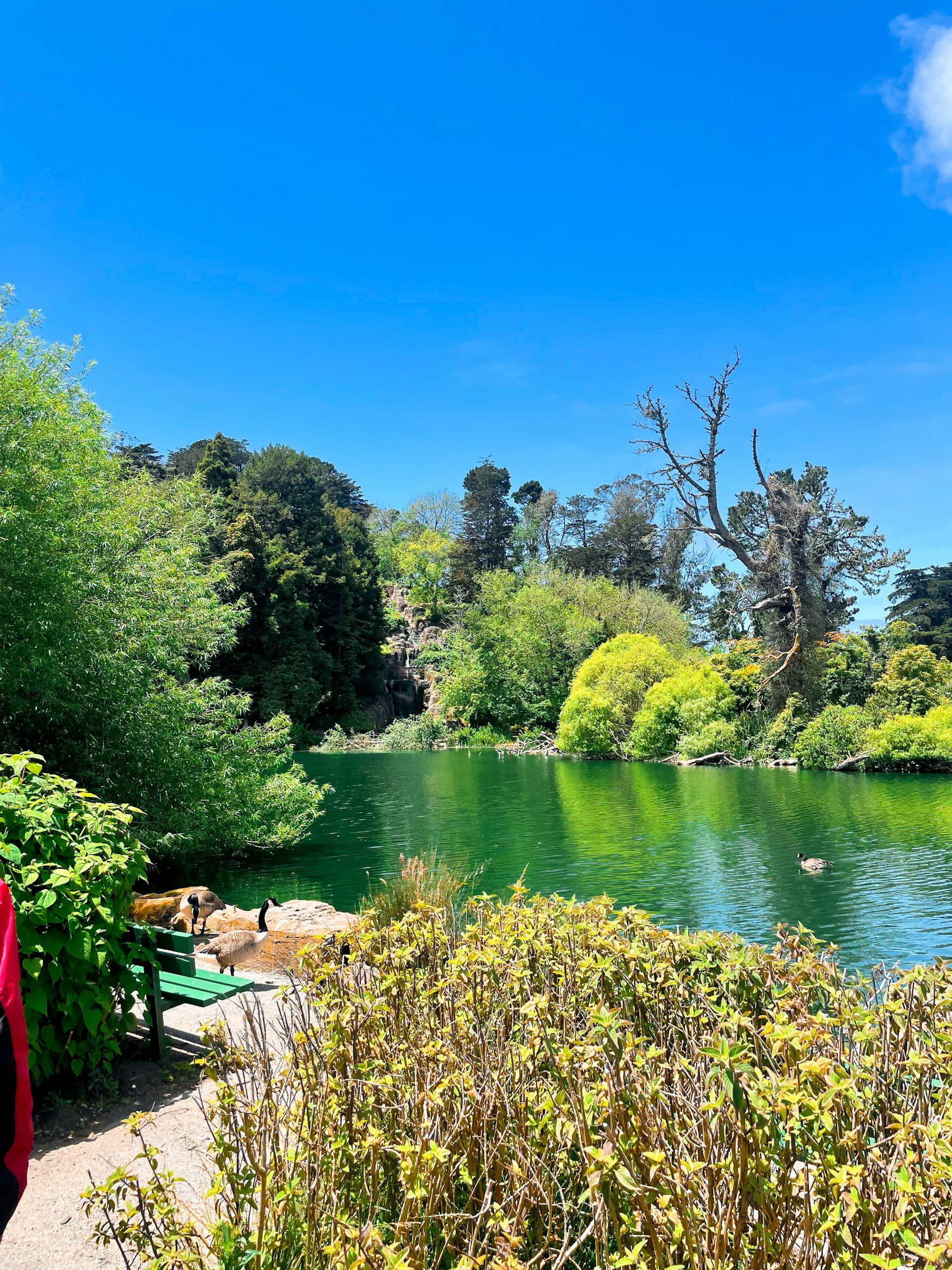 Strawberry Island, Golden Gate Park, San Francisco