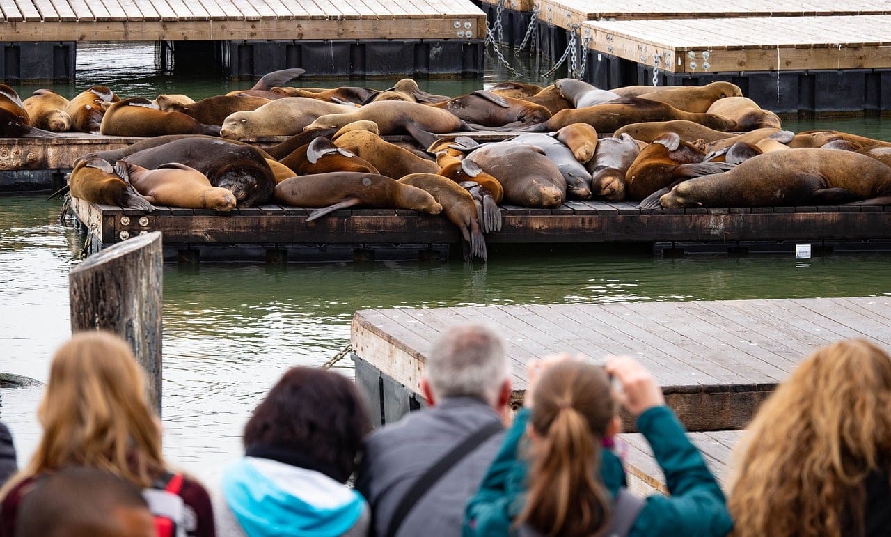 The observation of sea lions and seals at Pier 39 in San Francisco