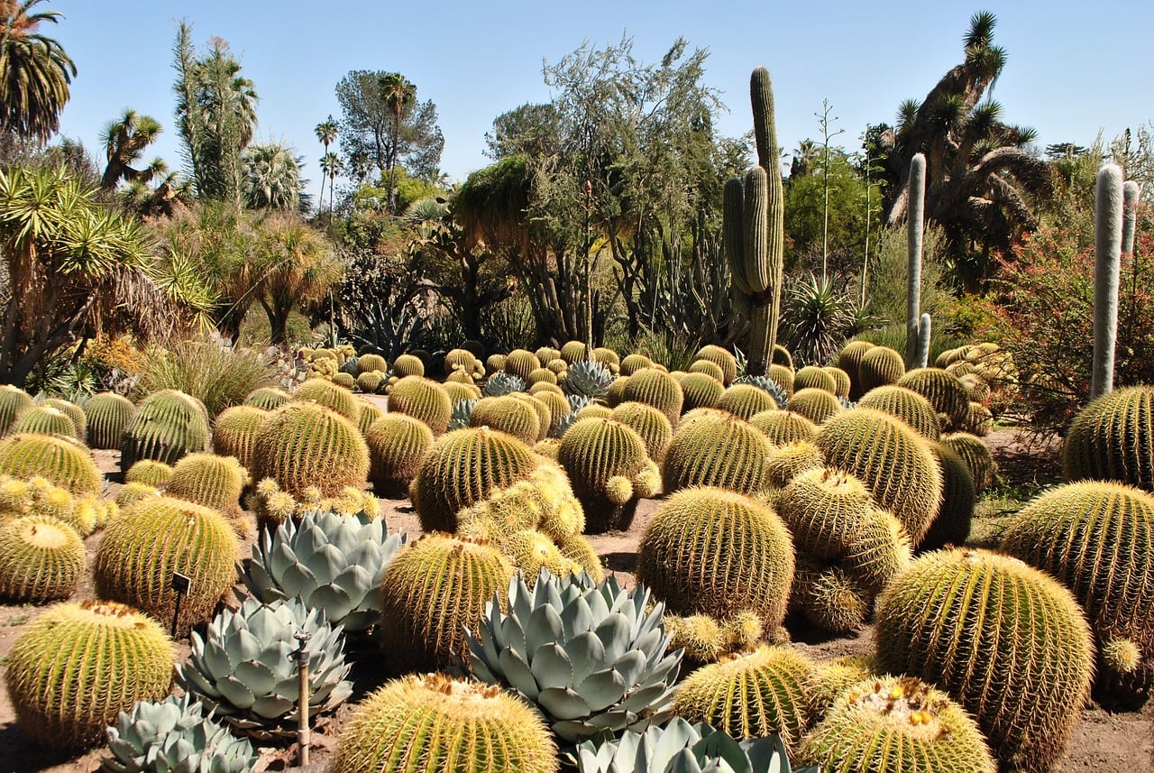 The Cactus Garden at the Huntington Near Pasadena