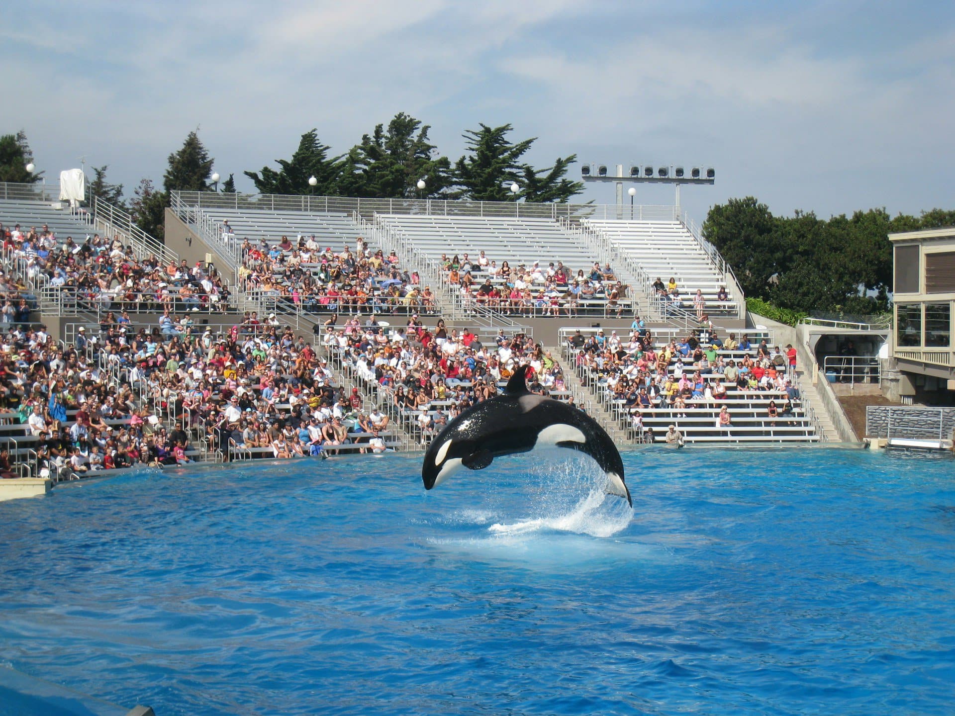 Orca Show at SeaWorld San Diego