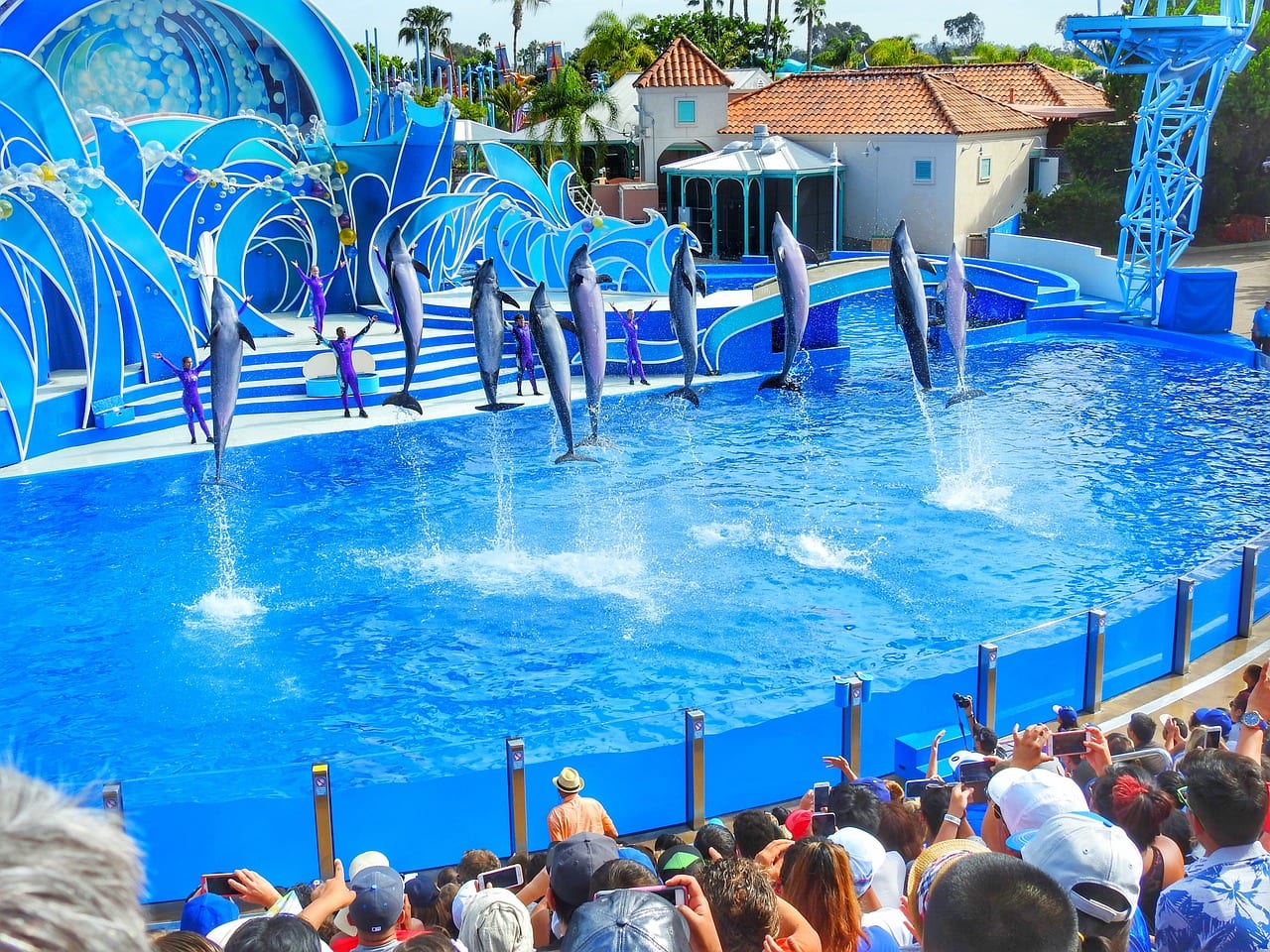 Dolphin Show at SeaWorld San Diego