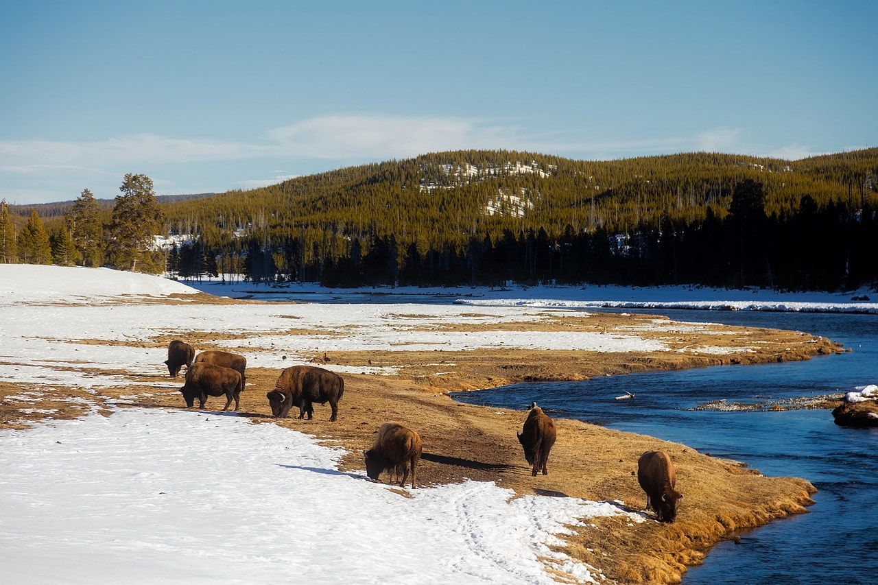 Bison in the Lamar River Valley in Yellowstone Park