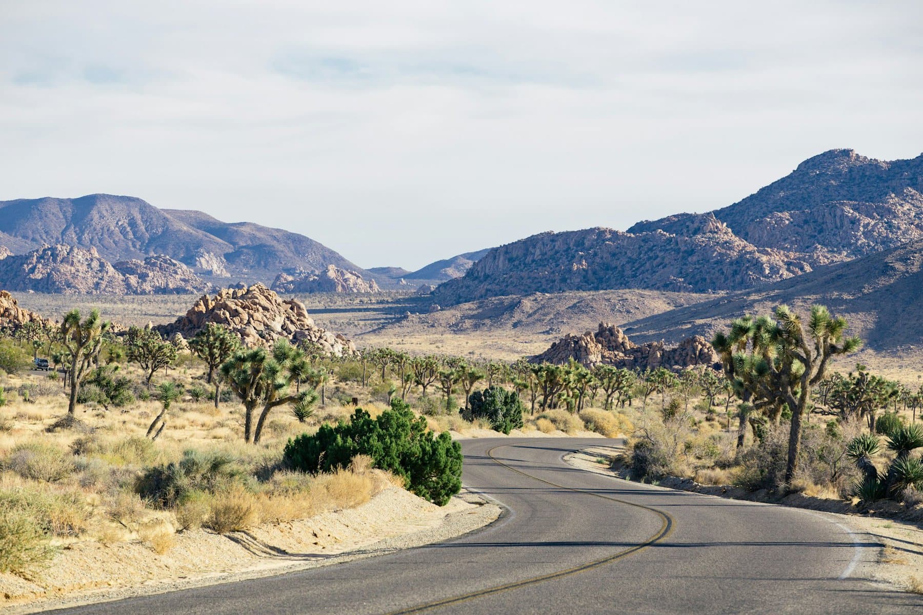 The Boulevard Park in Joshua Tree National Park