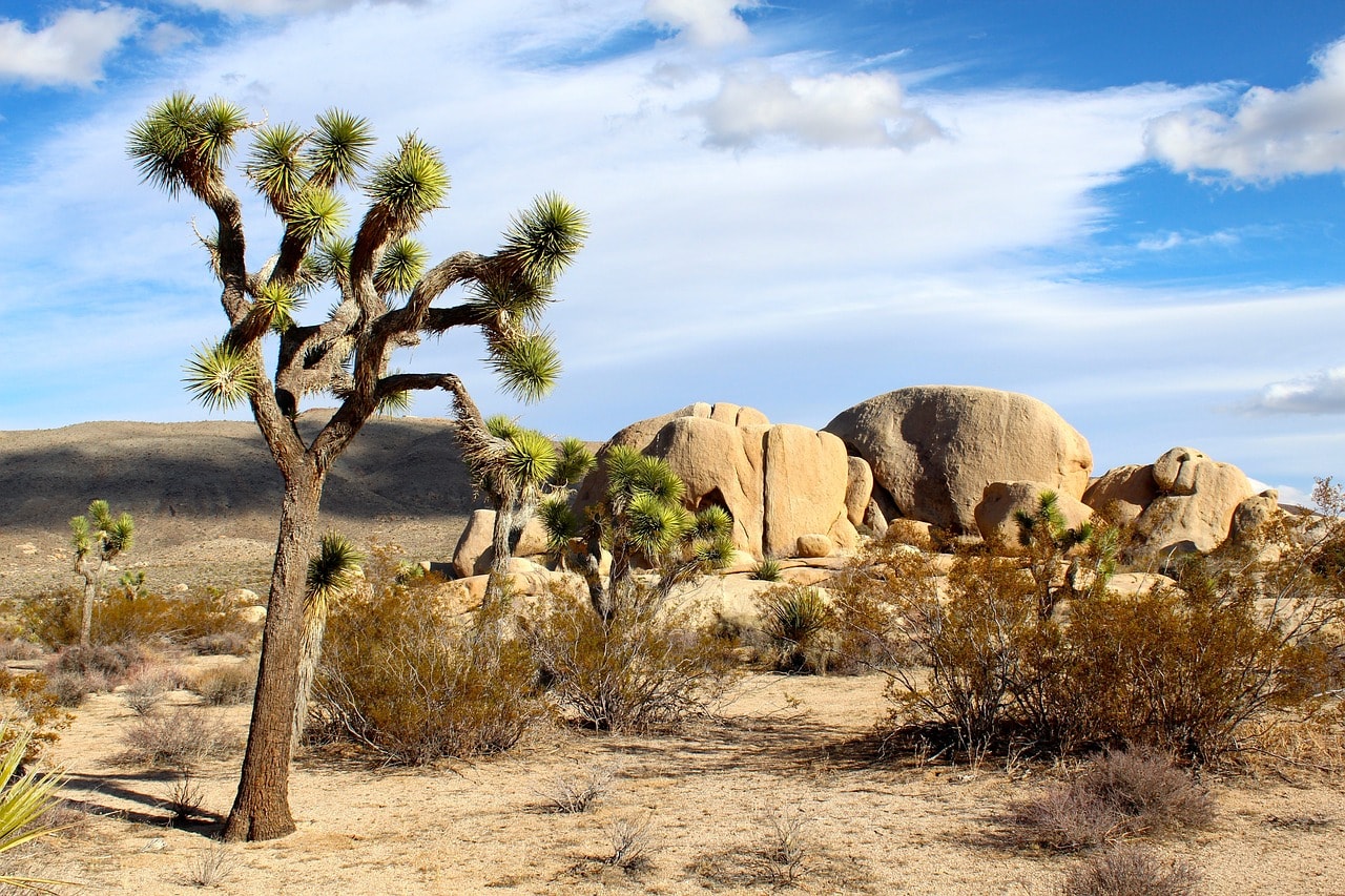 Joshua Tree in Joshua Tree National Park