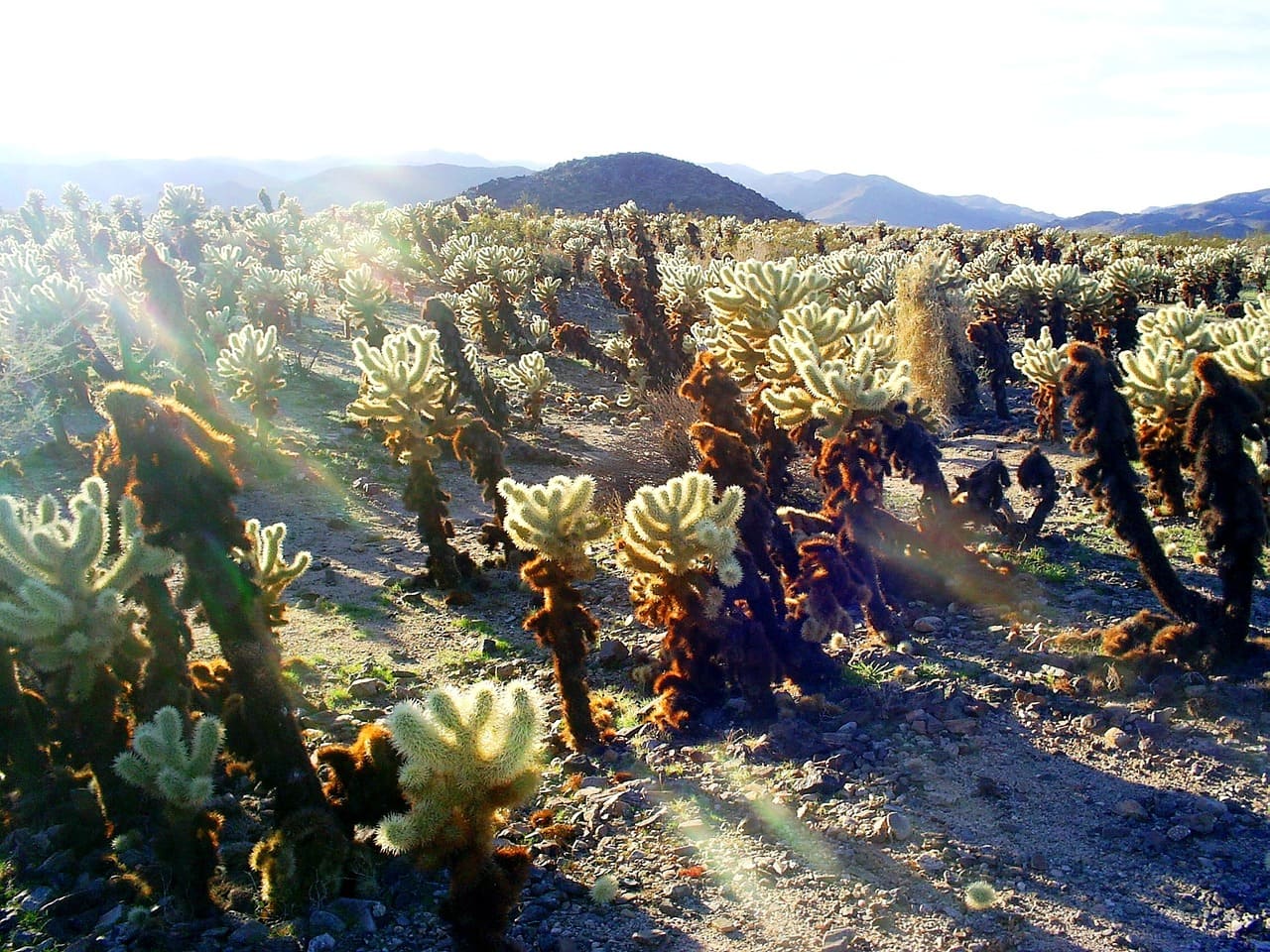 Cholla Cactus Garden in Joshua Tree National Park