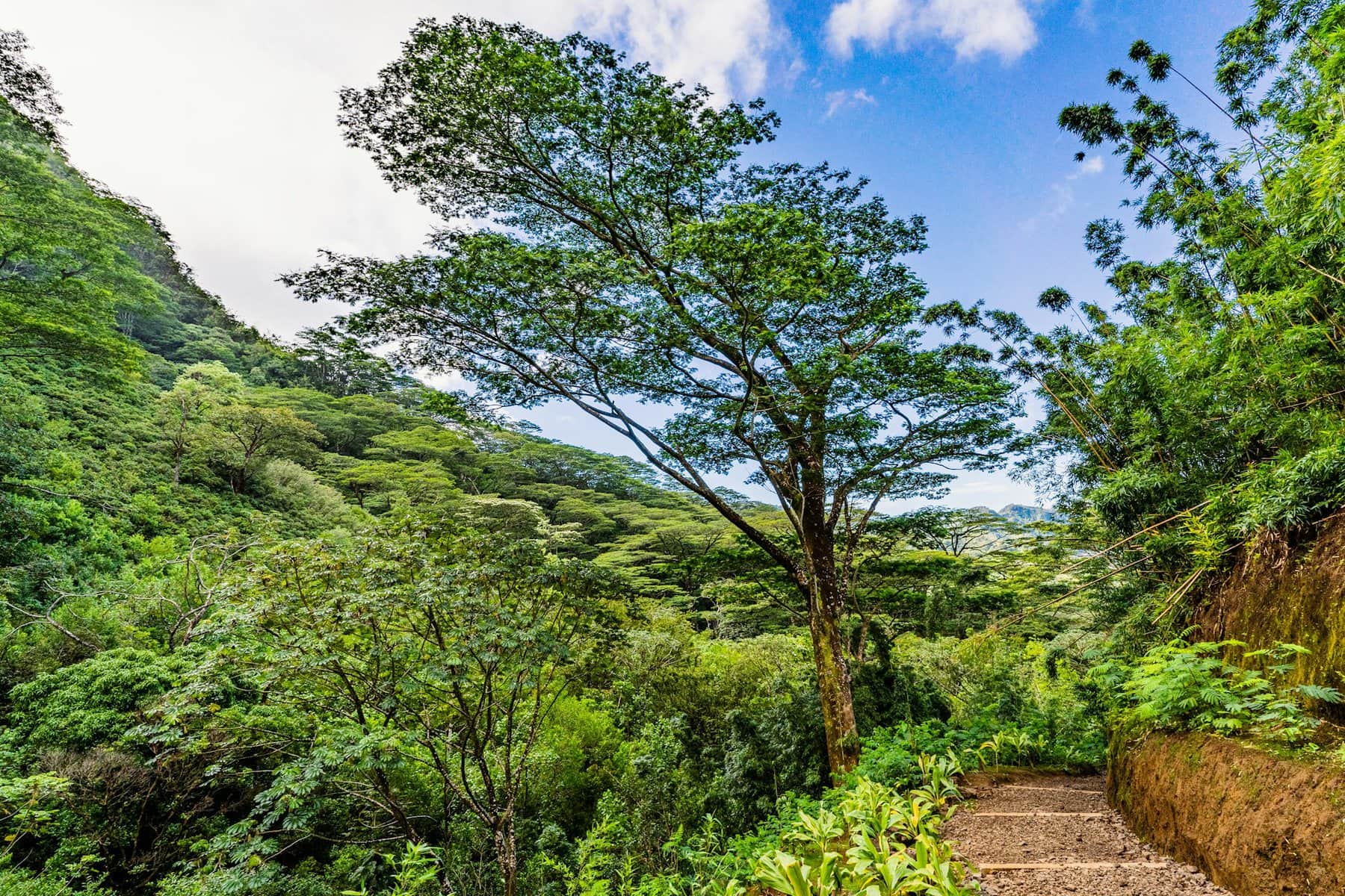 Manoa Falls Trail near Honolulu