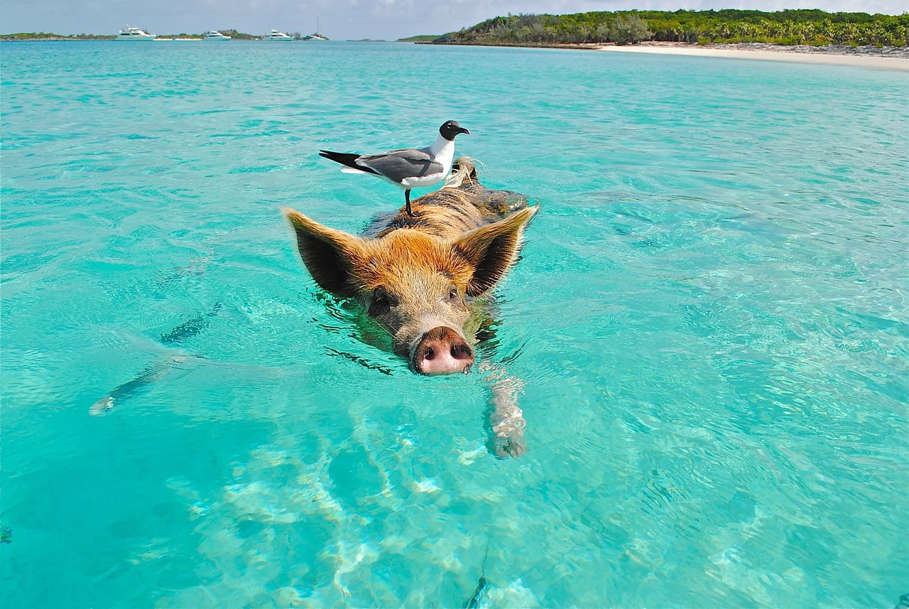 Pig Beach in the Bahamas