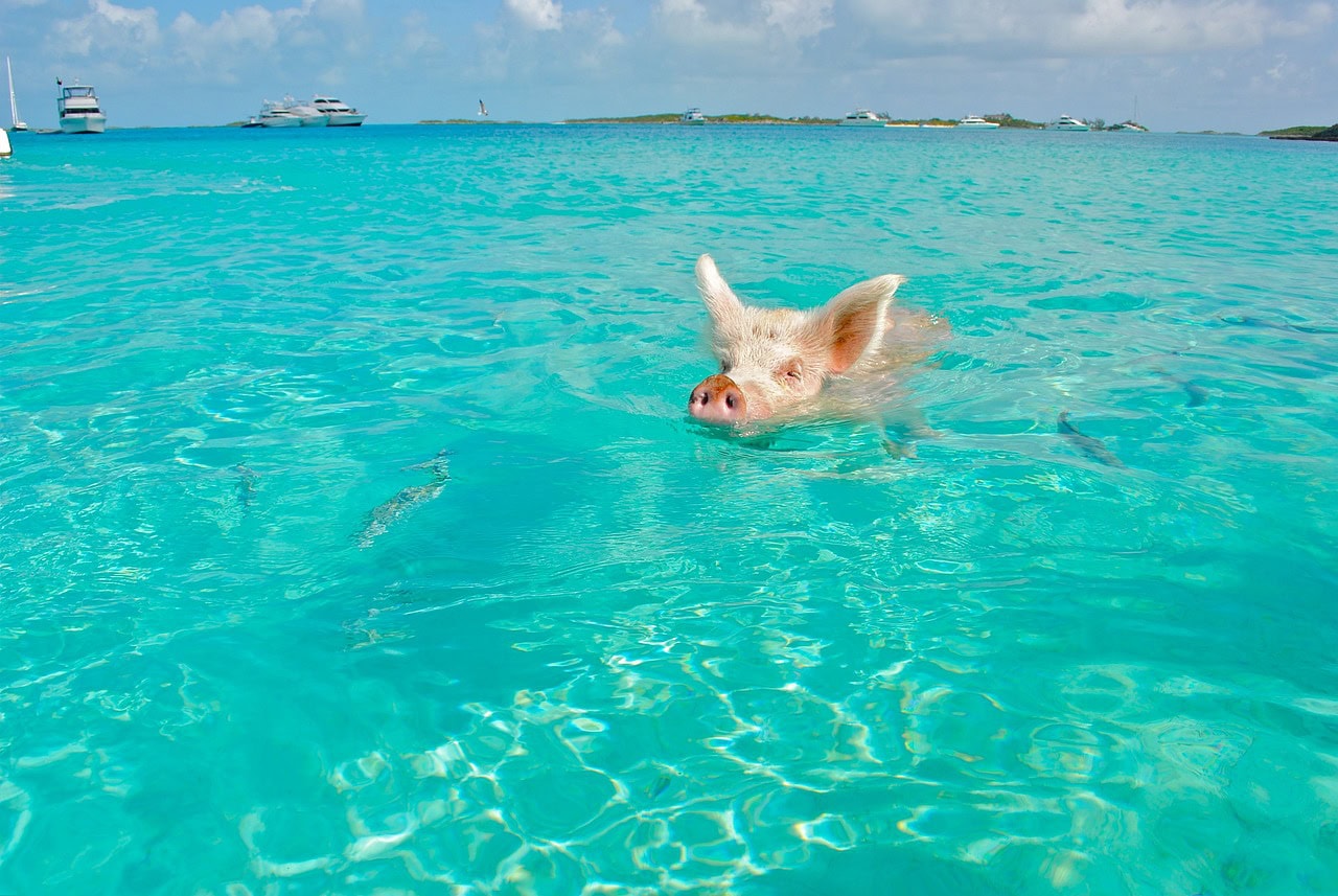 Pig Beach on Staniel Cay in the Bahamas