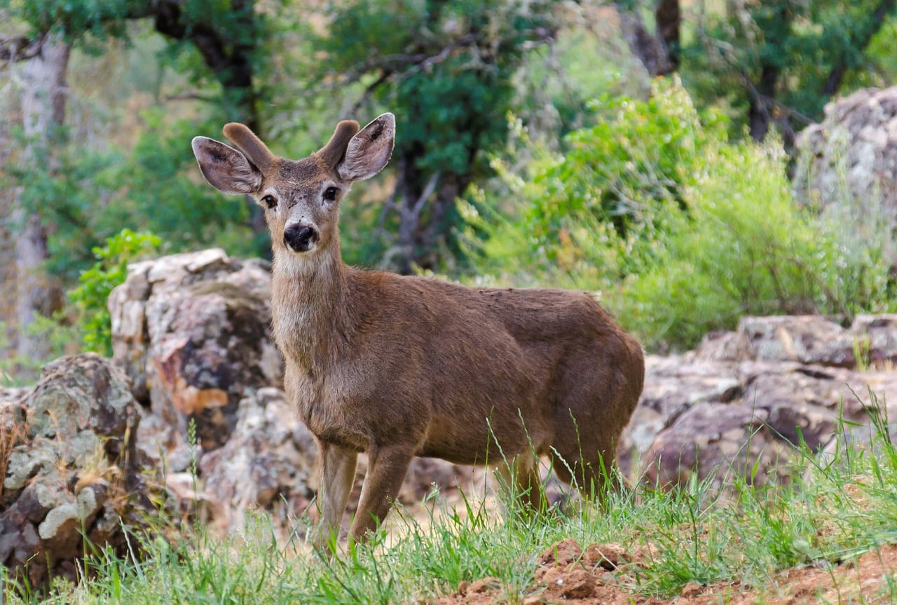 Deer in Yosemite with love to Alon and Ophir from Dad