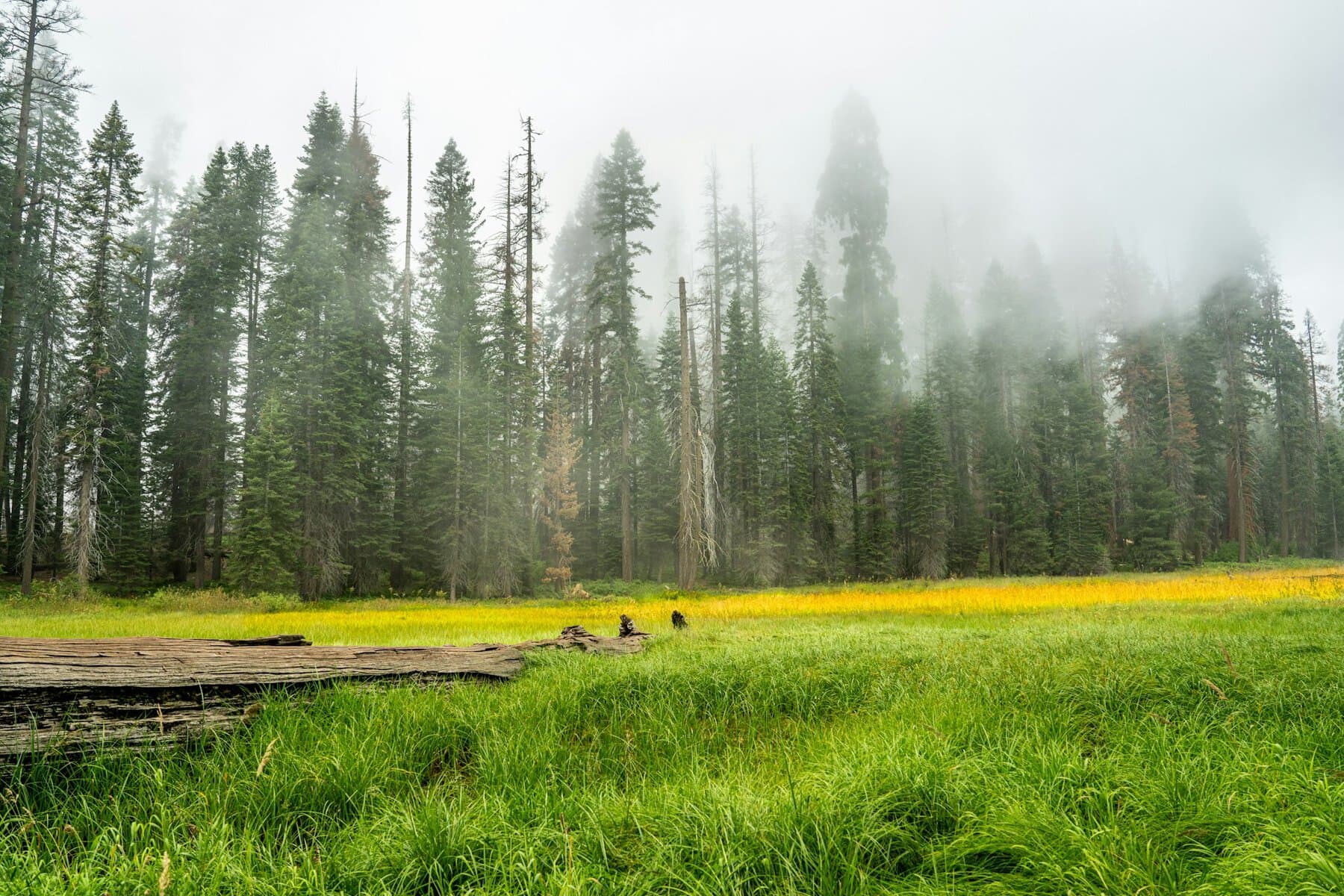 Crescent Meadow in Sequoia National Park