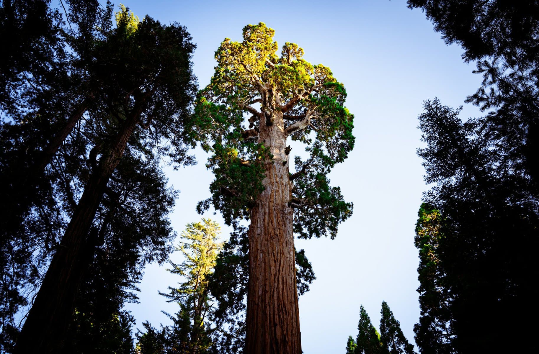 The General Grant Tree in Kings Canyon National Park