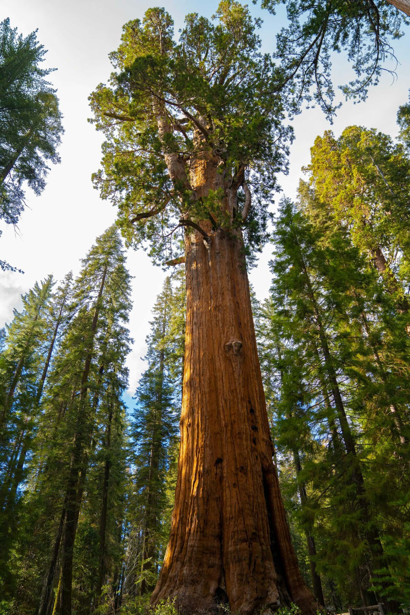 General Sherman in Sequoia National Park