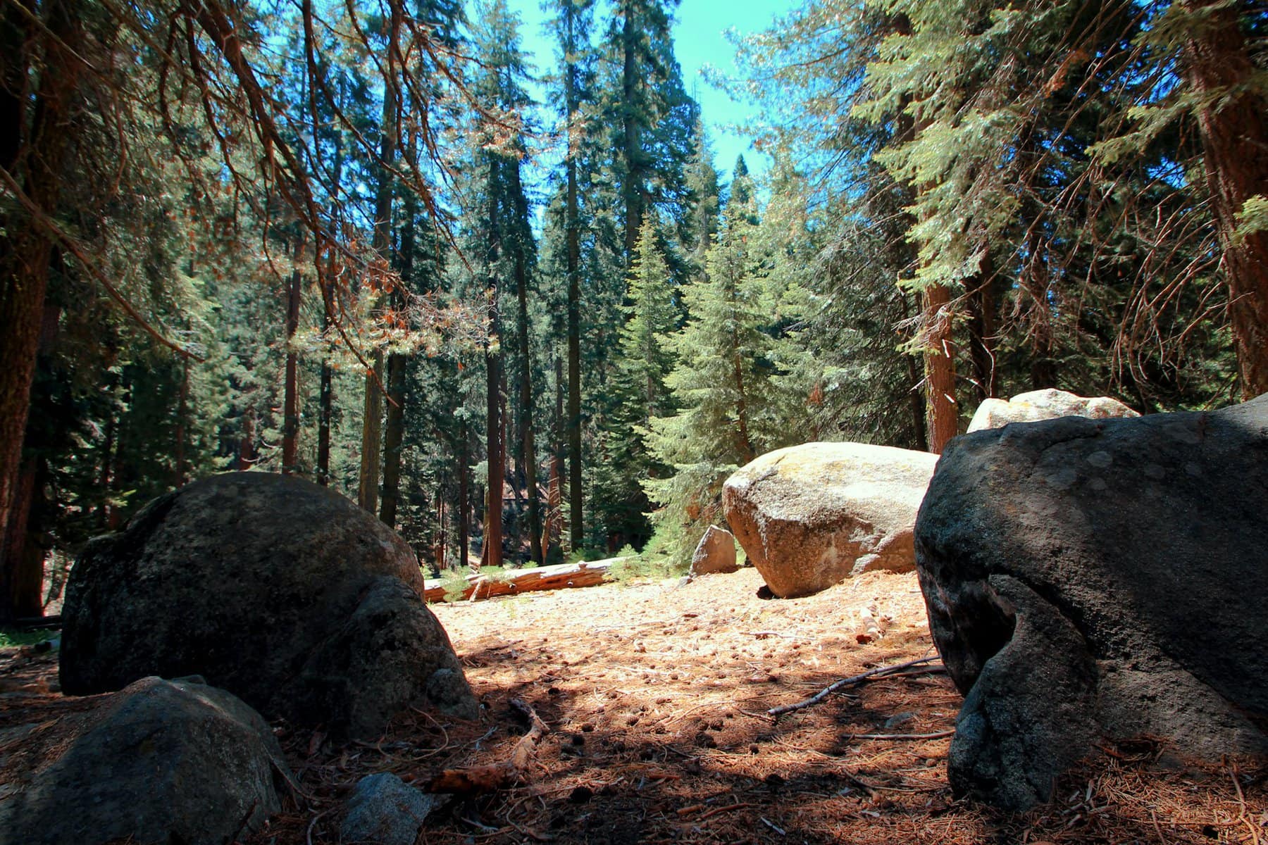 Giant Forest in Sequoia National Park